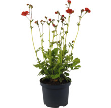 Gartennelke im Topf mit roten Blüten