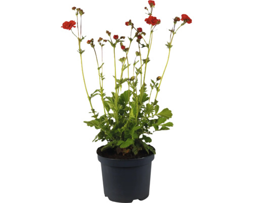 Nelkenwurz FloraSelf Geum 'Scarlet Tempest' Co 3 L Gartennelke im Topf mit roten Blüten
