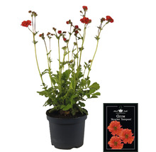 Geum Scarlet Tempest in einem Topf