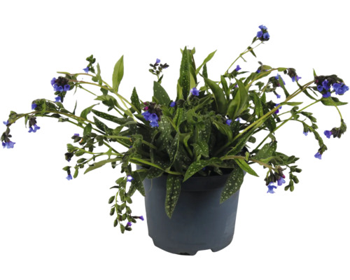 Lungenkraut FloraSelf Pulmonaria 'Miss Elly' Co 3 L