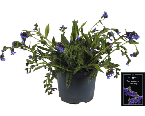 Lungenkraut Miss Elly im Topf