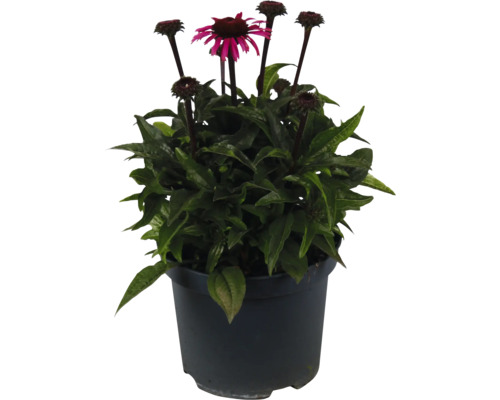 Sonnenhut Pflanze im Topf