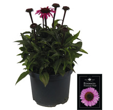 Echinacea ''Premium Pink'' in einem Topf mit Pflanzenetikett