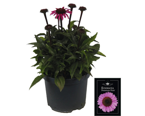 Echinacea ''Premium Pink'' in einem Topf mit Pflanzenetikett