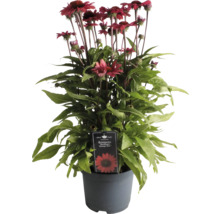 Sonnenhut ''SunMagic Vintage Red'' im Topf