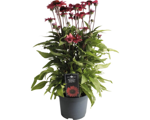 Sonnenhut ''SunMagic Vintage Red'' im Topf