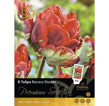 Verpackung mit 8 Tulipa Rococo Double Blumenzwiebeln