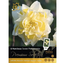 Packung mit 6 Narzissen Sweet Pomponette, gefüllte Sorte