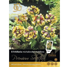 Verpackung mit acht Fritillaria michailovskyi multiflora Blumenzwiebeln