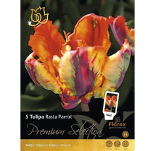 Verpackung mit fünf Tulipa Rasta Parrot Blumenzwiebeln
