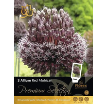 Verpackung mit drei Zierlauch Red Mohican Blumenzwiebeln