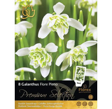 Verpackung mit acht Galanthus Flore Pleno Blumenzwiebeln