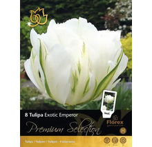 Verpackung Tulpen Blumenzwiebeln Exotic Emperor