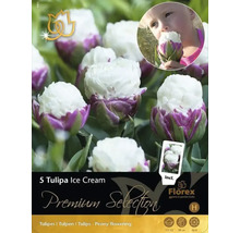 Packung mit fünf Tulipa Ice Cream Blumenzwiebeln
