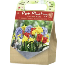 Packung mit Blumenzwiebeln für die Topfbepflanzung