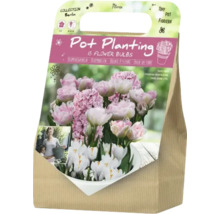 Blumenzwiebeln für Topfbepflanzung, 15 Stück