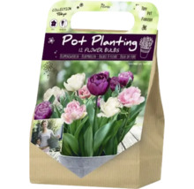 Blumenzwiebeln für Topfbepflanzung, 12 Stück