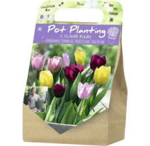 Verpackung Blumenzwiebeln für Topfbepflanzung mit zwölf Blumenzwiebeln