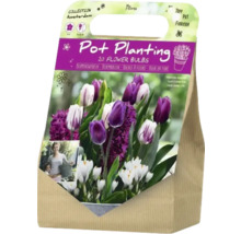 Packung Blumenzwiebeln für die Topfbepflanzung mit Tulpen, Krokussen und Hyazinthen