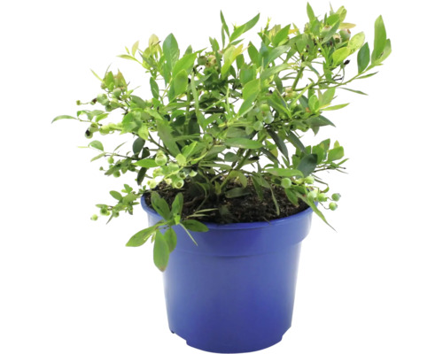 Blaubeerbusch in einem Topf