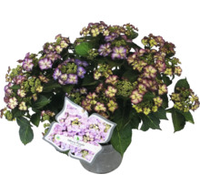 Tellerhortensie Tiffany Purple im Topf