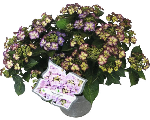 Tellerhortensie Tiffany Purple im Topf