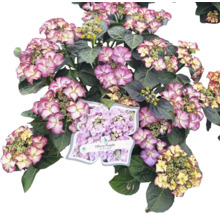 Hortensie Tiffany Purple im Topf mit lila und weißen Blüten