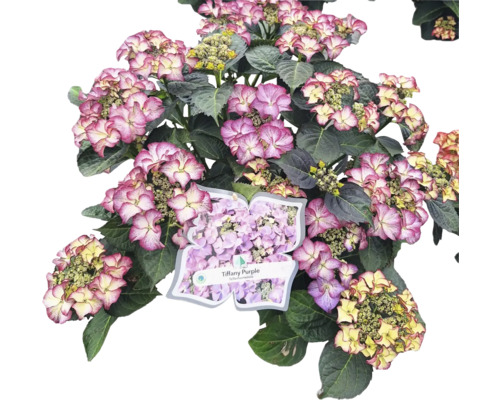 Hortensie Tiffany Purple im Topf mit lila und weißen Blüten