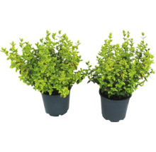 Zwei Liguster Pflanzen im Topf