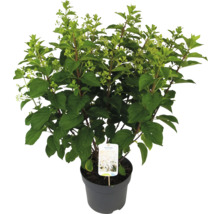 Rispenhortensie im Topf mit grünen Blättern und Knospen