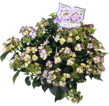 Hortensie Tiffany Purple im Topf