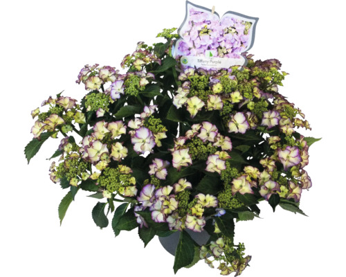 Hortensie Tiffany Purple im Topf