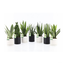Verschiedene Sansevieria Pflanzen in weißen und schwarzen Töpfen
