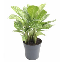 Chinesisches Schilf im Topf