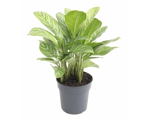 Chinesisches Schilf im Topf