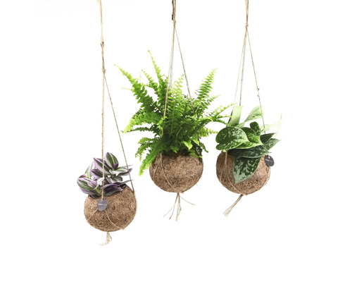 Drei Hängepflanzen in Kokosfaserbällen mit verschiedenen Pflanzenarten