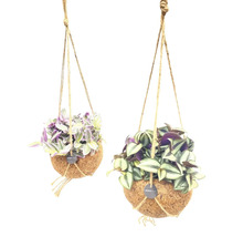 Zwei Hängepflanzen in Kokosnussschalen mit Seilaufhängung