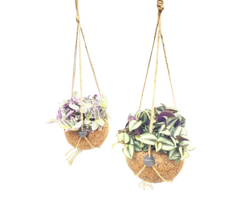 Zwei Hängepflanzen in Kokosnussschalen mit Seilaufhängung