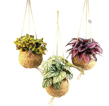 Drei Hängepflanzen in Kokosnussschalen mit verschiedenen Blattfarben.