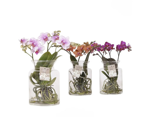 Drei Orchideen in Glasvasen mit verschiedenen Blütenfarben