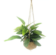 Hängepflanze mit grünen Blättern in Kokosfaser-Hängekorb