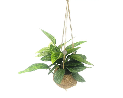 Hängepflanze mit grünen Blättern in Kokosfaser-Hängekorb