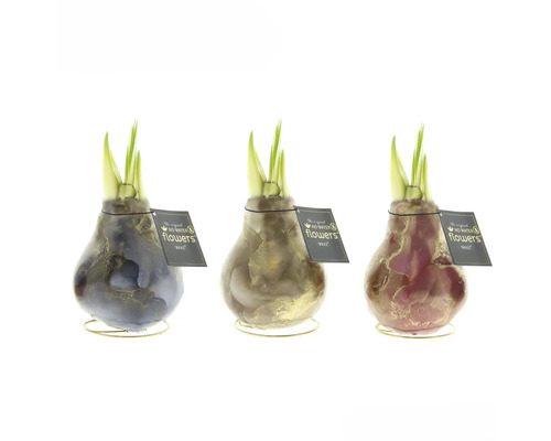 Drei Wachsblumen mit Zwiebeln und grünen Trieben auf goldenen Ständern