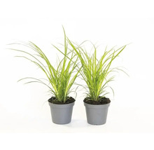 Zwei Japanisches Blutgras Pflanzen in Töpfen