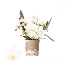 Weiße Orchidee im Topf