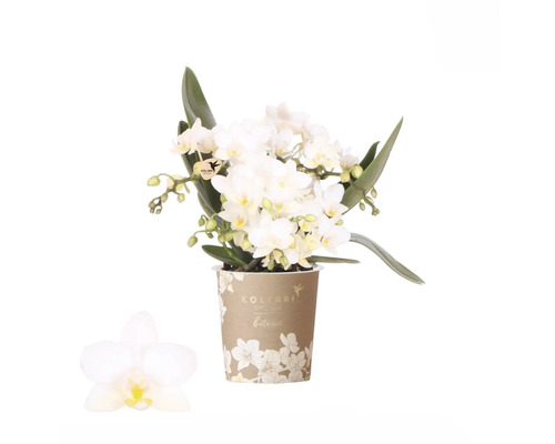 Weiße Orchidee im Topf