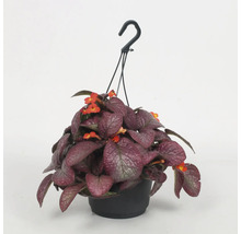 Hängepflanze mit roten Blüten in einem schwarzen Topf