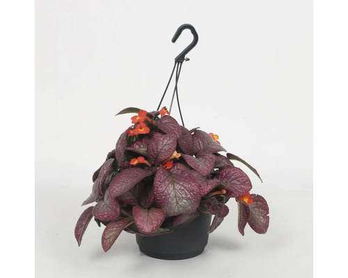Hängepflanze mit roten Blüten in einem schwarzen Topf