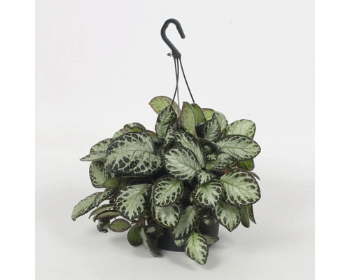 Hängepflanze mit gemusterten Blättern im Topf