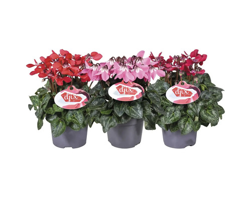 Drei Alpenveilchen in Töpfen mit roten und rosa Blüten